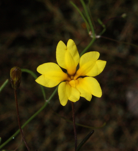 Goodenia filiformis observed 2013-10-28