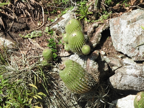 Parodia schumanniana