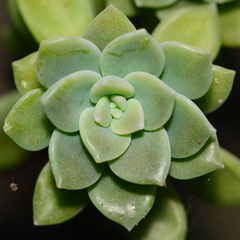 Graptopetalum pentandrum