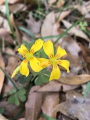 Oxalis colorea