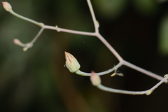 Graptopetalum pentandrum