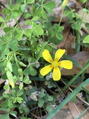 Oxalis colorea