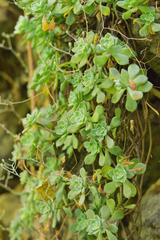 Graptopetalum pentandrum
