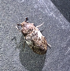 Dermestes marmoratus