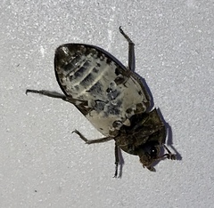 Dermestes marmoratus