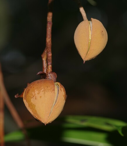 Caraipa parvifolia