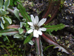 Hypochaeris taraxacoides