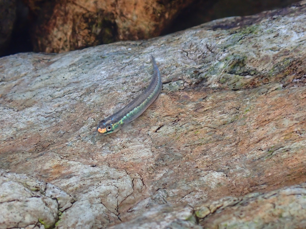 Sapphire Stiphodon