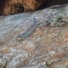 Stiphodon sapphirinus - Photo (c) Amaury Durbano, algunos derechos reservados (CC BY-NC), subido por Amaury Durbano