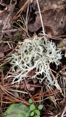 Pseudevernia consocians