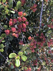 Ceanothus megacarpus