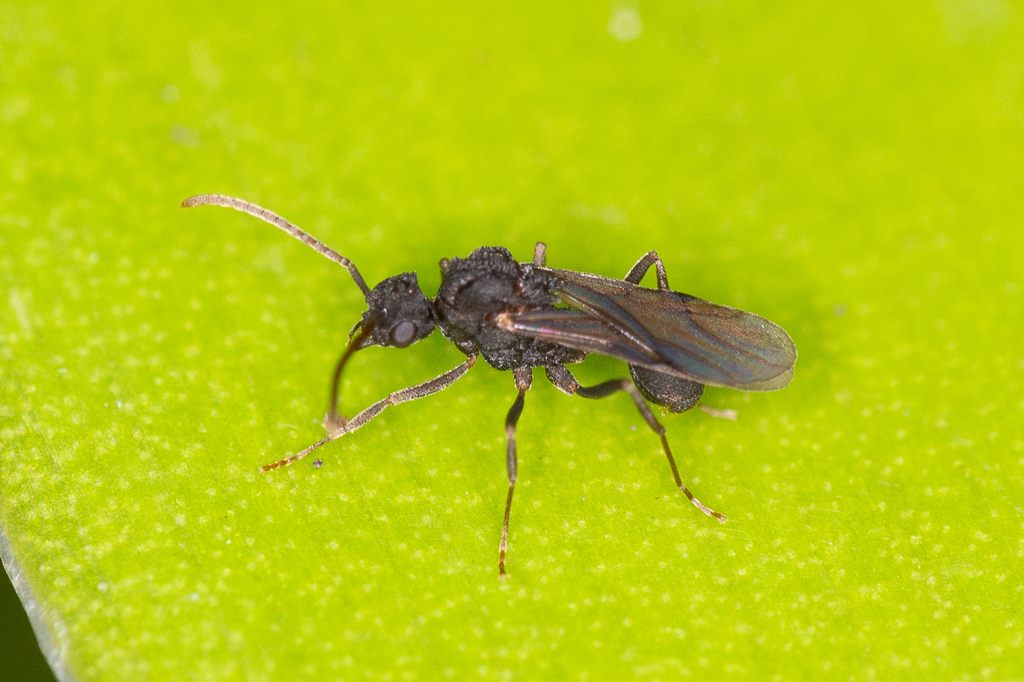 Mycetarotes
