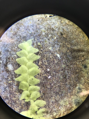 Echinolejeunea papillata