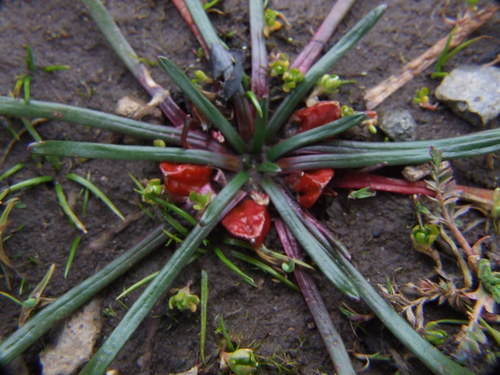 Calandrinia acaulis (Calandrinia acaulis)