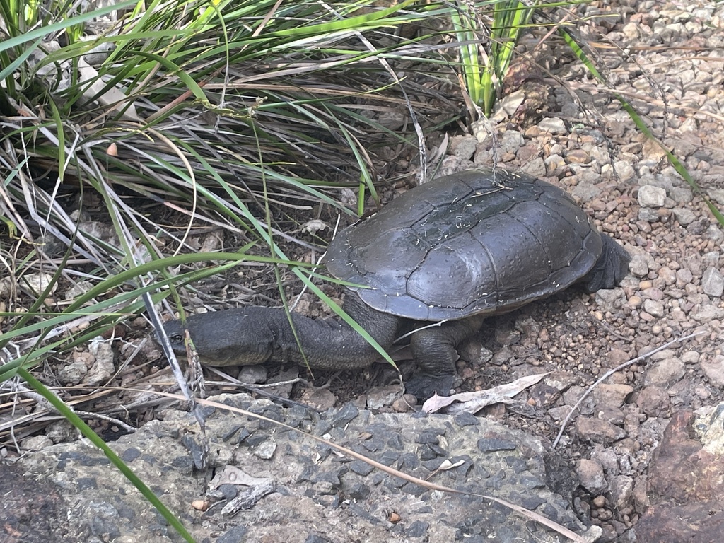 Southwestern snake-necked turtle from Leschenaultia Conservation Park ...