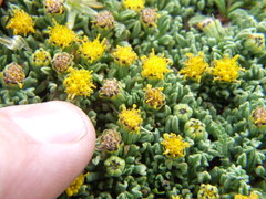 Senecio moqueguensis