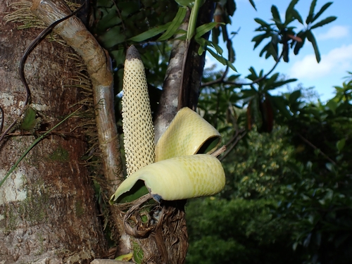 Epipremnum aureum