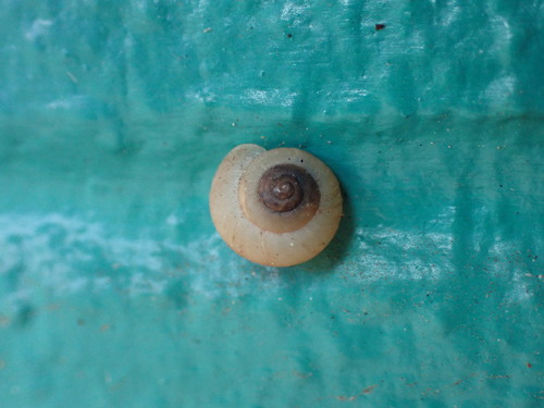 Bradybaena similaris observed 2023-11-25