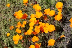 Eschscholzia californica