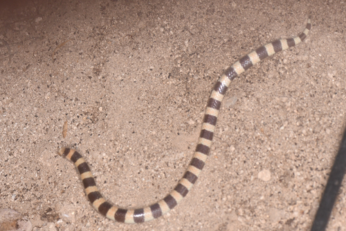 Banded Sand Snake, Sonora cincta