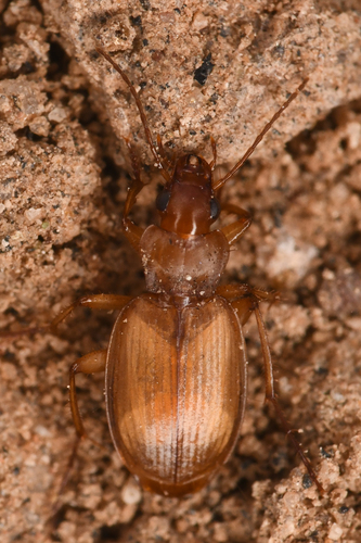 Tetragonoderus pallidus photo 5