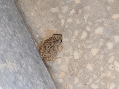 Duttaphrynus stomaticus