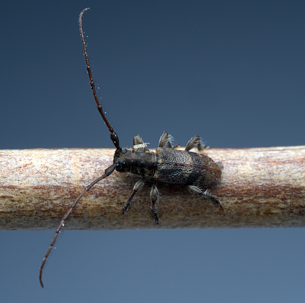 Poecilippe simplex