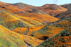 Eschscholzia californica