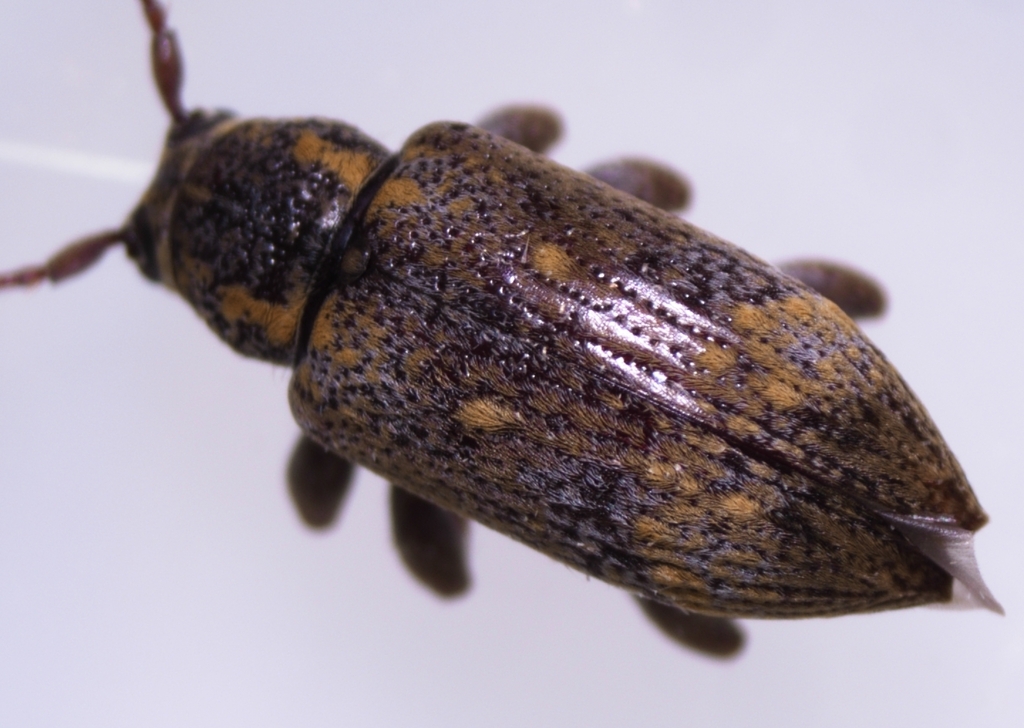 Oopsis long-horned beetle