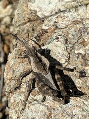 Dracotettix monstrosus
