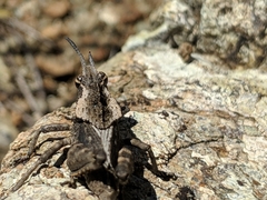 Dracotettix monstrosus