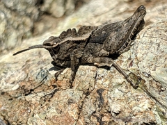 Dracotettix monstrosus