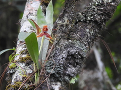 Maxillaria meleagris