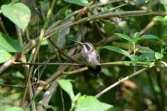 Phaethornis anthophilus