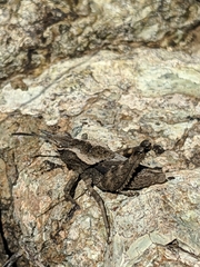 Dracotettix monstrosus