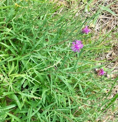 Lessingianthus plantaginodes
