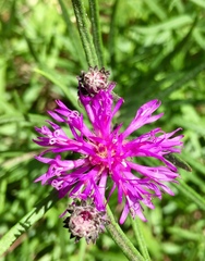 Lessingianthus plantaginodes