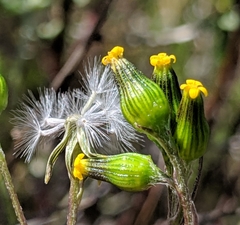 Senecio aphanactis