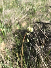 Micranthes integrifolia