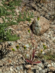Senecio aphanactis