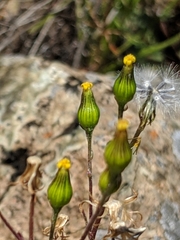 Senecio aphanactis
