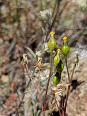 Senecio aphanactis