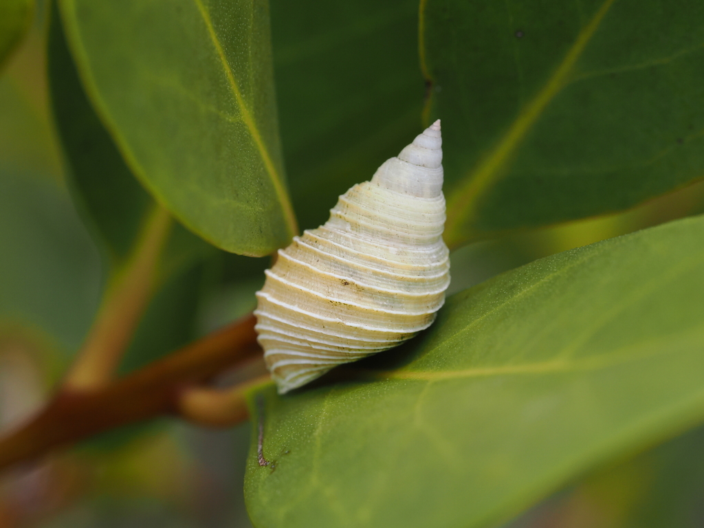Thin Periwinkle