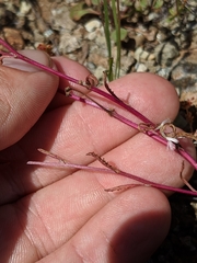 Senecio aphanactis