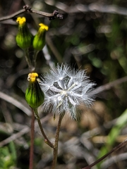 Senecio aphanactis