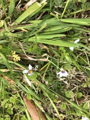 Sisyrinchium rosulatum