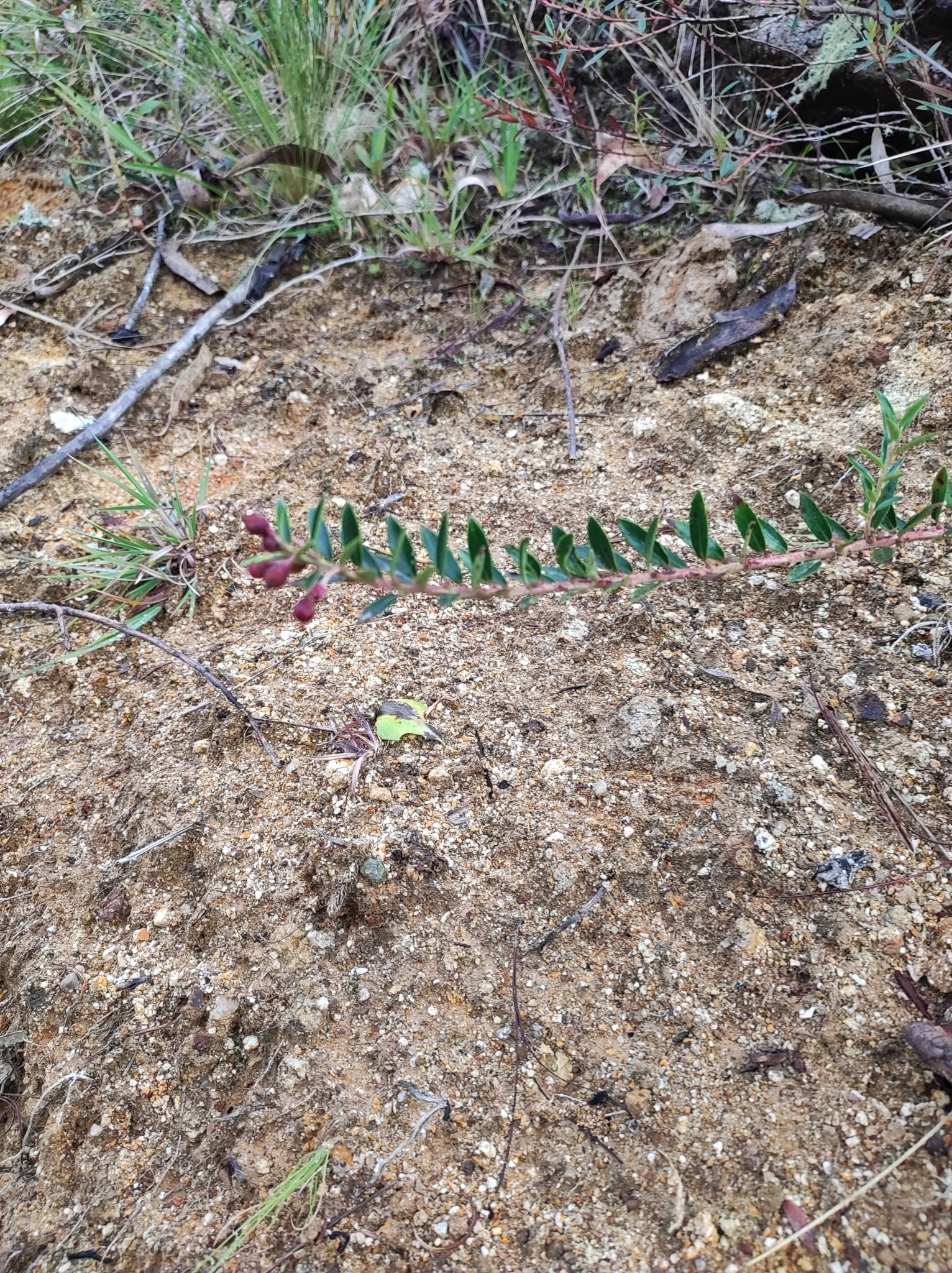 Gaultheria myrsinoides image