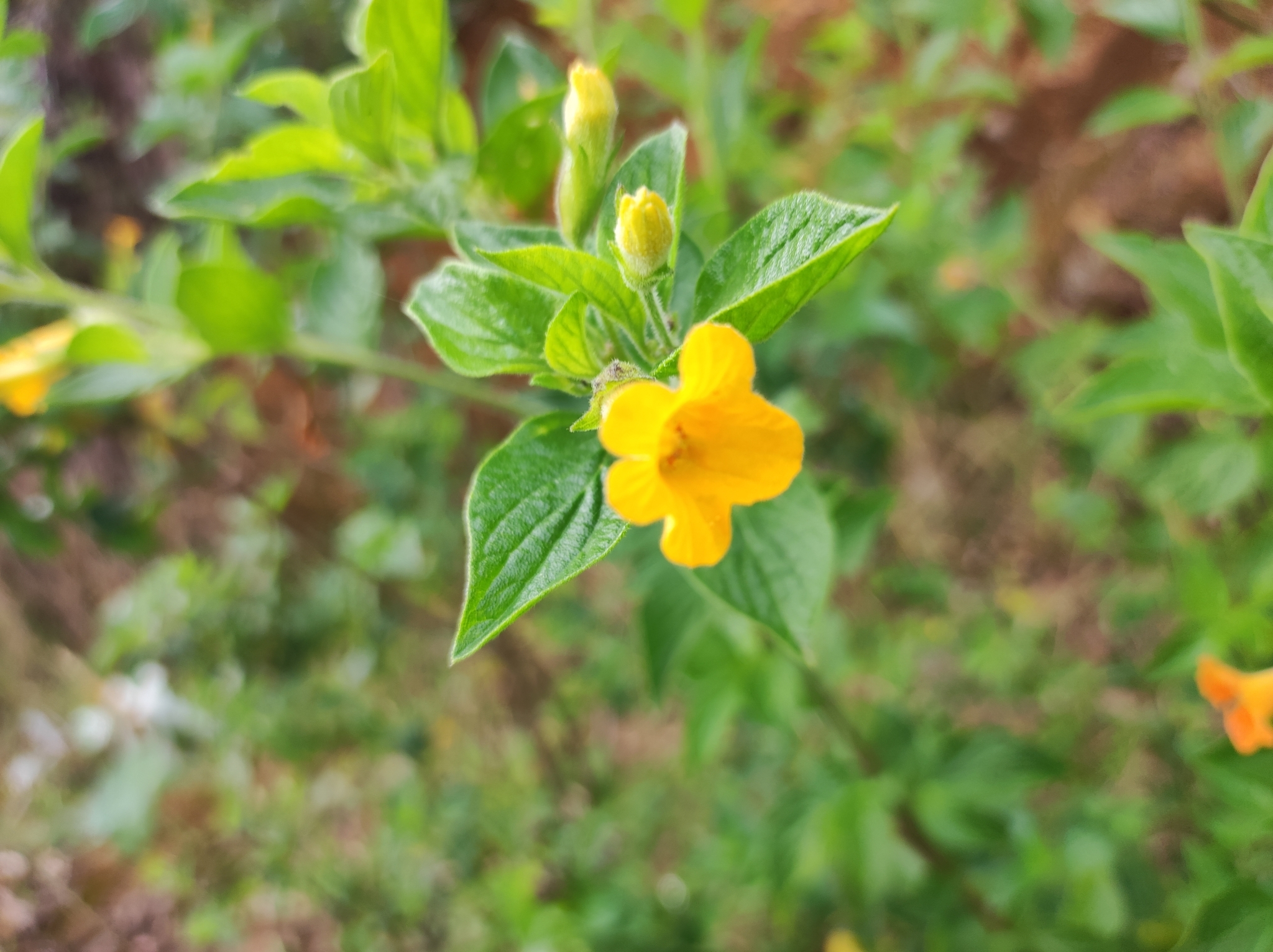 Streptosolen image