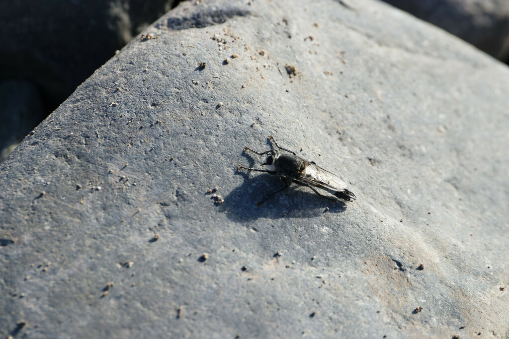 Cratolestes chiliensis
