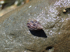Columbellidae